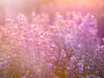 mystical garden scene