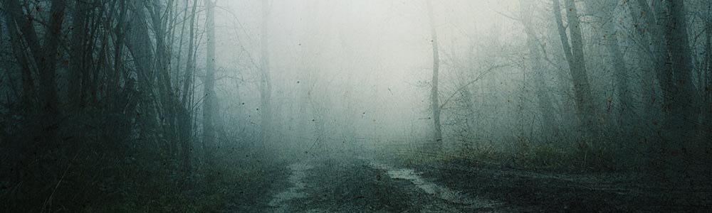 misty path through a spooky forest  